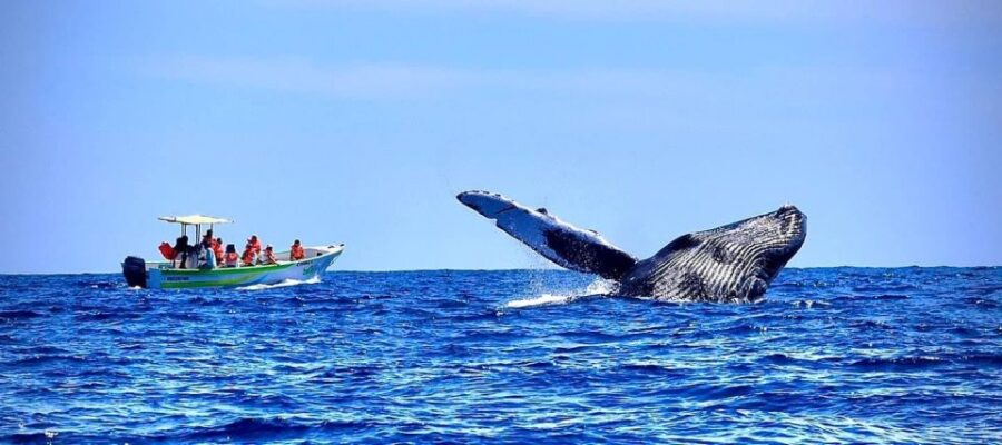 Cabo: 2-Hour Whale Watching Boat Ride With Free Pictures - Tour Overview and Details