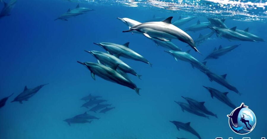 Cabo Ocean SAFARI
