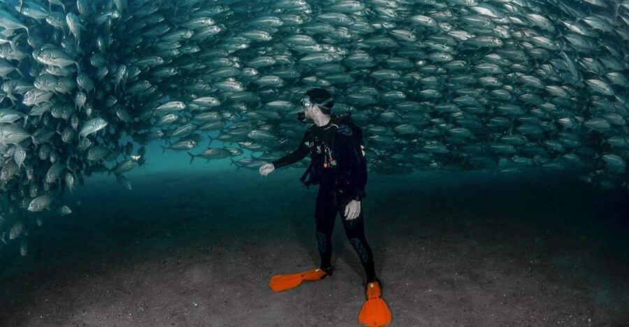 Cabo Pulmo: Cabo Pulmo National Park Diving Adventure