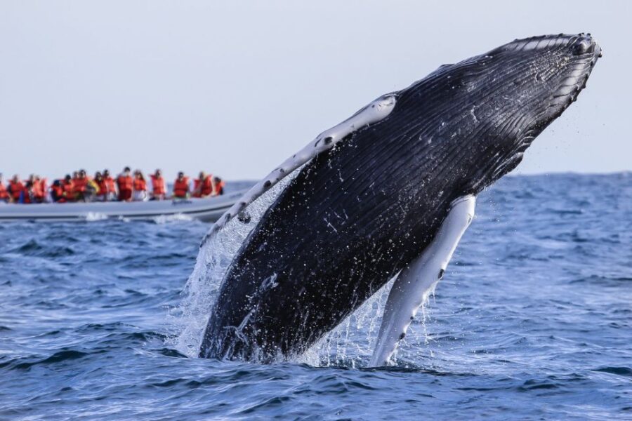 Cabo San Lucas: 2-Hour Whale Watching Adventure - Activity Overview
