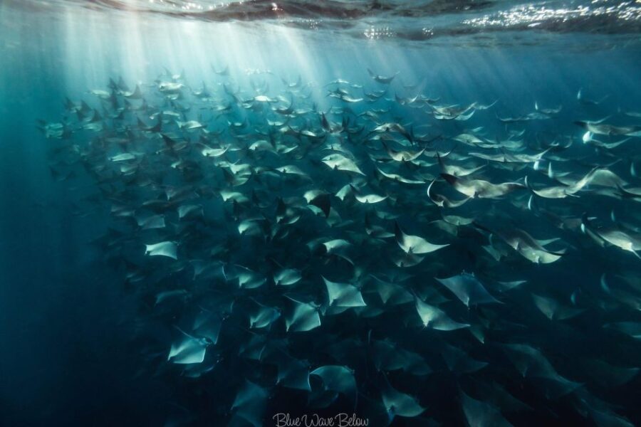 Cabo San Lucas: Big Marine Animal Safari Adventure - Activity Overview