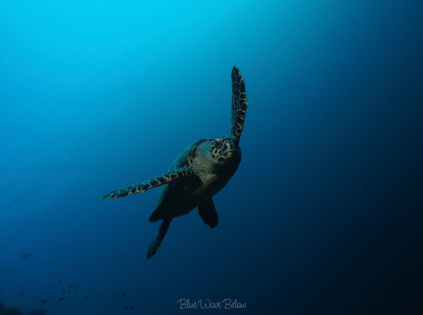 Cabo San Lucas: Corridor Dive Experience