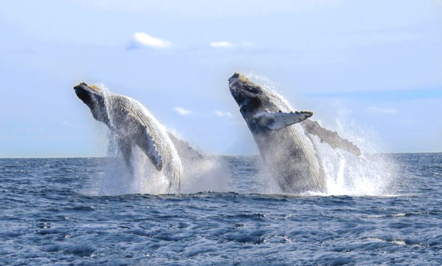 Cabo San Lucas: Luxury Catamaran Whale Watching Experience