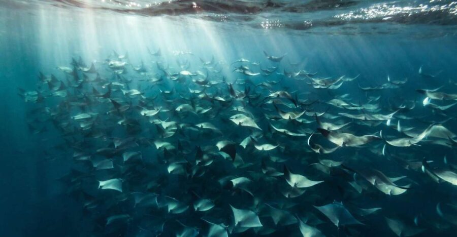 Cabo San Lucas Marine Park Scuba Diving Adventure