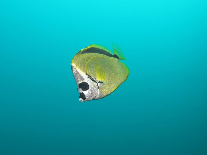 Cabo San Lucas: Scuba Diving at 2 Local Sites in Cabo Bay
