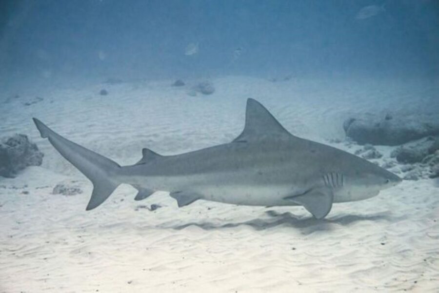 Cabo San Lucas: Shark Snorkeling Adventure
