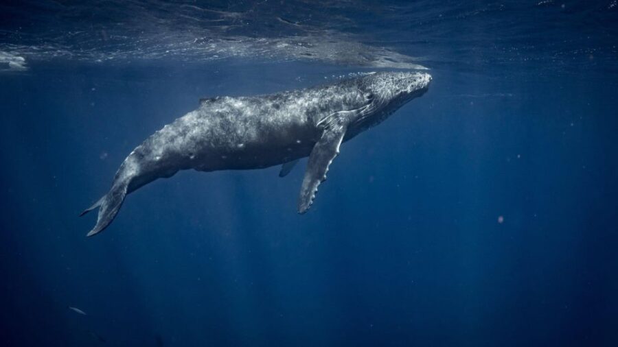 Cabo San Lucas:Ocean Safari in the Pacific and Sea of Cortez - Overview and Pricing