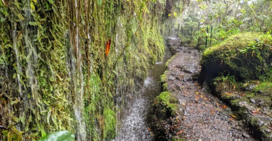 Caldeirão Verde Levada: Roundtrip Transfer & Hike - Activity Overview