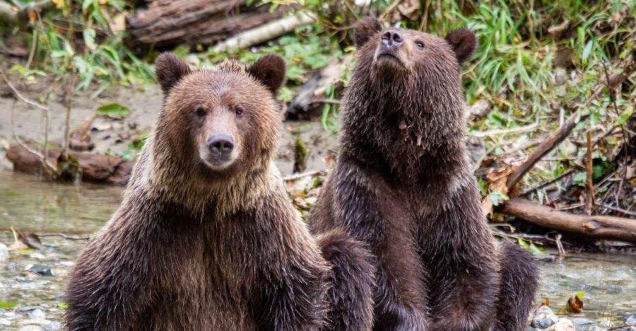 Campbell River: Full-Day Grizzly Bear Tour