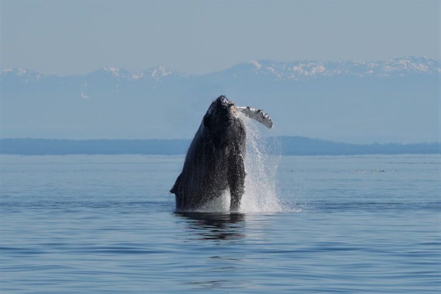 Campbell River: Salish Sea Whale Watching Adventure