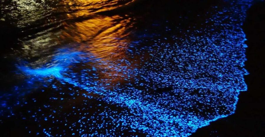 Cancun: Nocturnal Marine Life Snorkeling Experience - Activity Overview