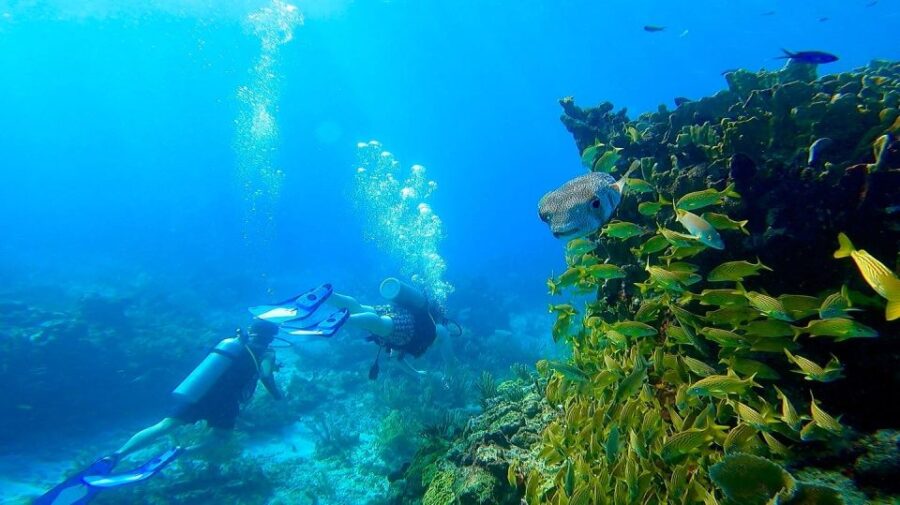 Cancun: Open Water Diving Certification Course - Course Overview