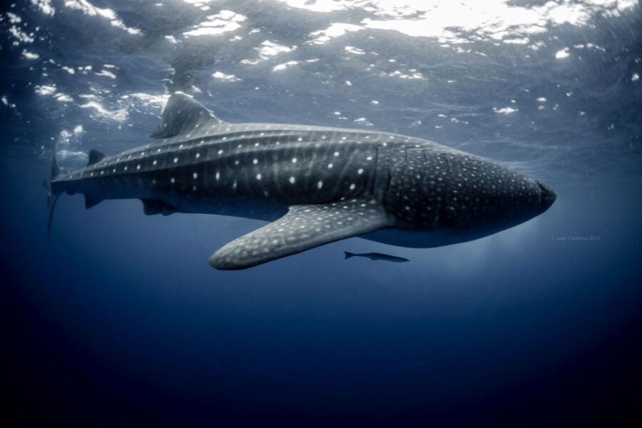 Cancun or Riviera Maya: Whale Shark Tour & Playa Norte Beach - Experience Highlights