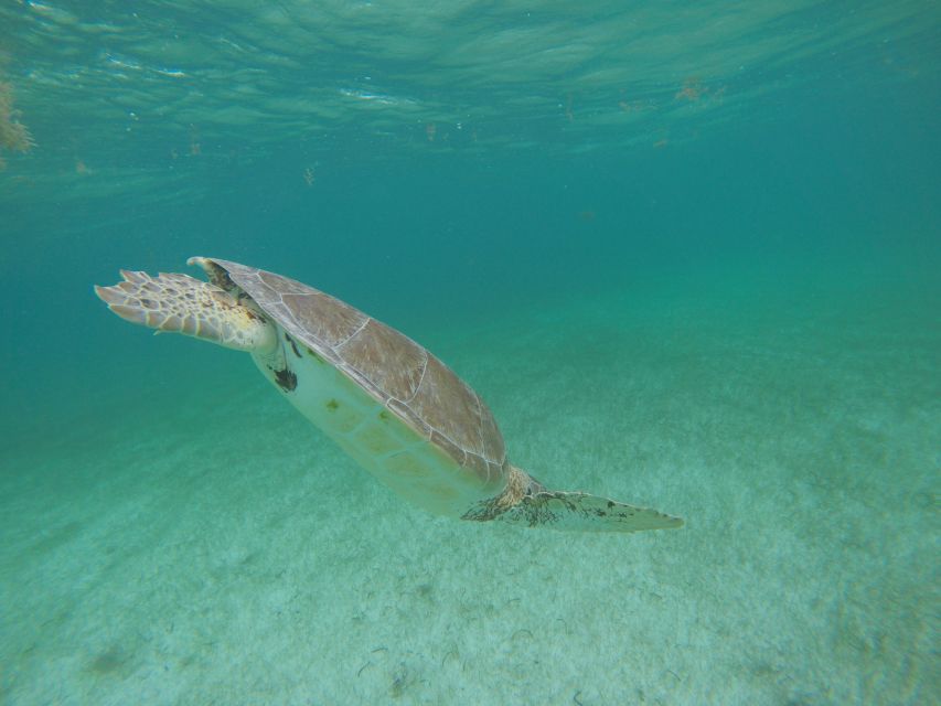 Cancún: Snorkeling With Marine Turtles