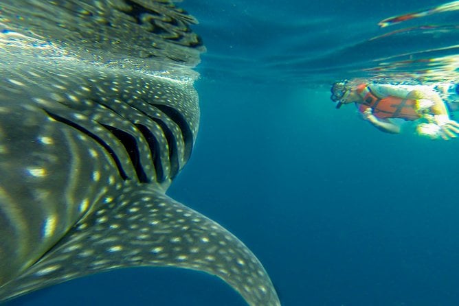 Cancun Whale Shark Tour With Transportation