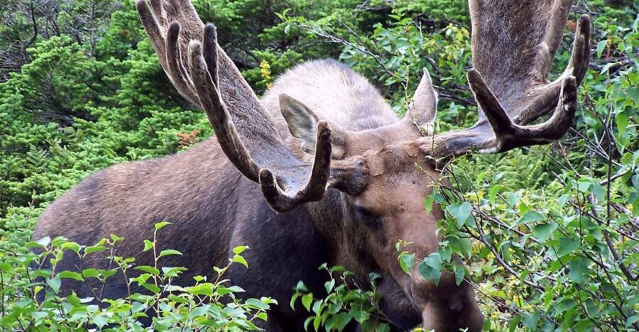 Canmore: 4-Hour Banff Park Safari Drive & Nature Walk