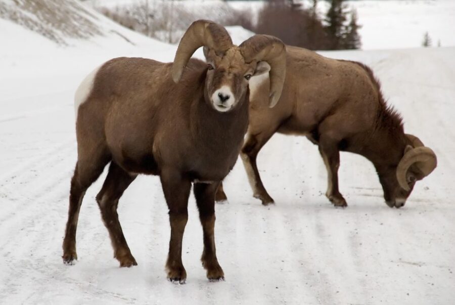 Canmore: NEW - Famous Mountains / Photo Safari Drive - 4hrs - Tour Overview