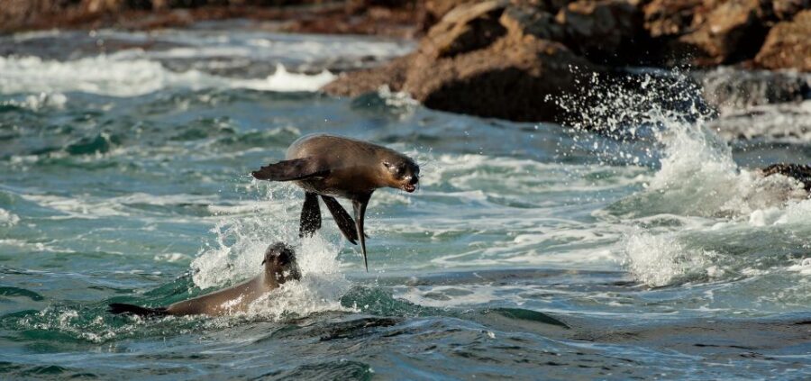 Cape Town: Duiker Islands Seal Snorkeling Boat Trip