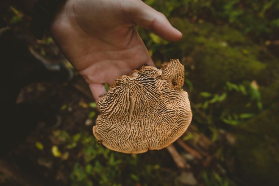 Cape Town: Forest Bathing and Silent Walking Meditation