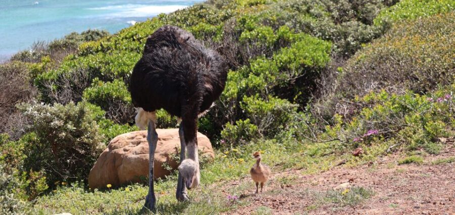 Cape Town: Peninsula, Penguins & Cape of Good Hope Day Tour - Tour Overview