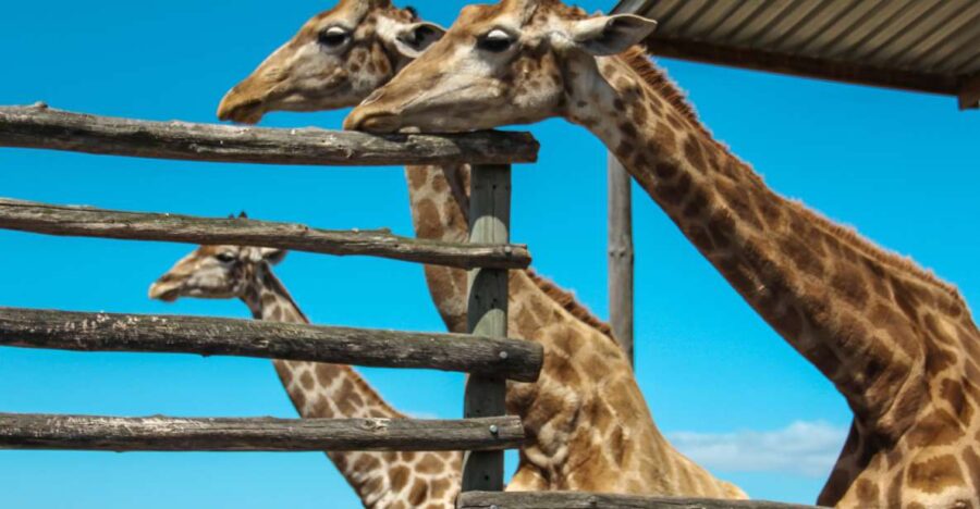 Cape Winelands Family Tour & Wildlife Encounter