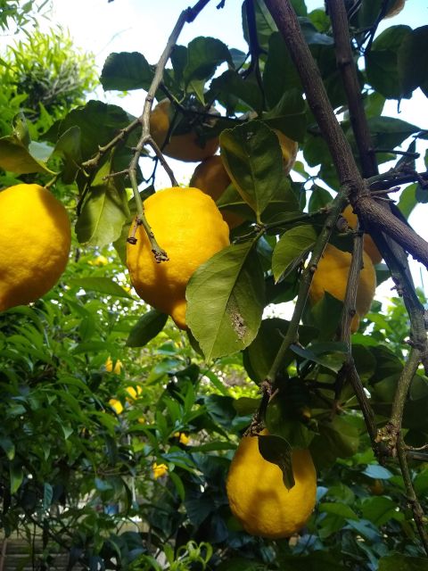 Capri: Cooking Class With Local Ingredients - Activity Overview