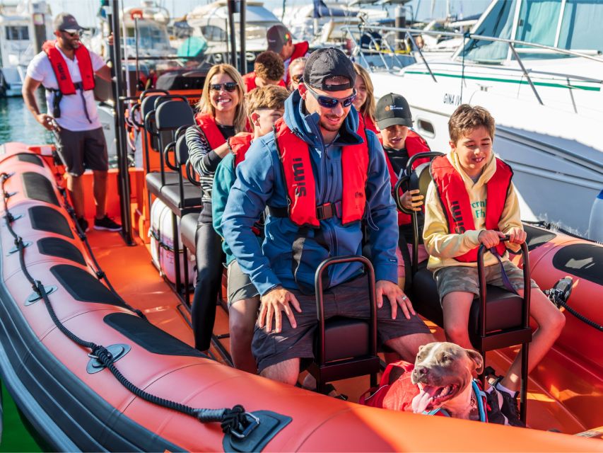 Cascais: Dolphin Watching Tour