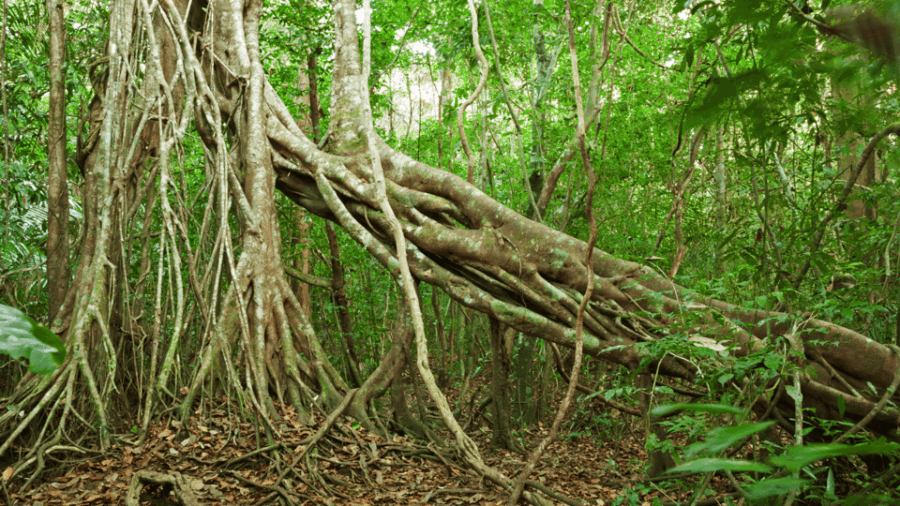 Cat Tien National Park With Crocodile Lake
