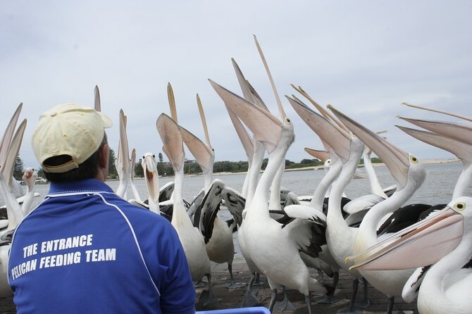 Central Coast Private Tour From Sydney, With Australian Reptile Park Option - Tour Overview