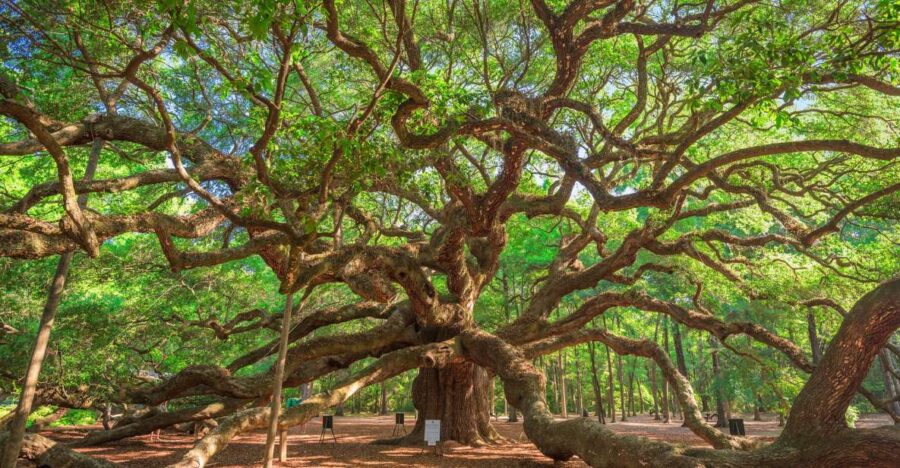 Charleston: Wadmalaw Island Wine Tasting and Tea Garden Trip - Tour Overview
