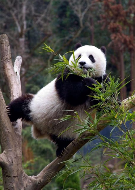 Chengdu: Dujingyan Panda Tour With Hotel Pickup
