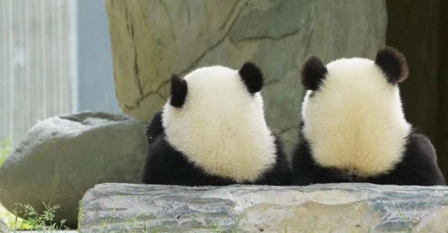 Chengdu: Giant Panda Breeding Research Base Ticket - Ticket Pricing and Policies