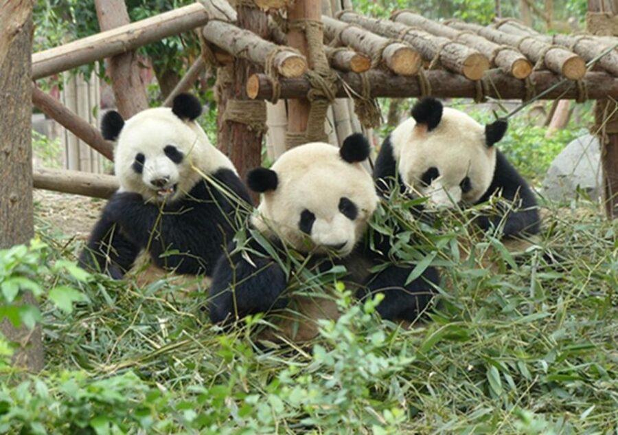 Chengdu Panda Base and Sanxingdui Museum Private Tour