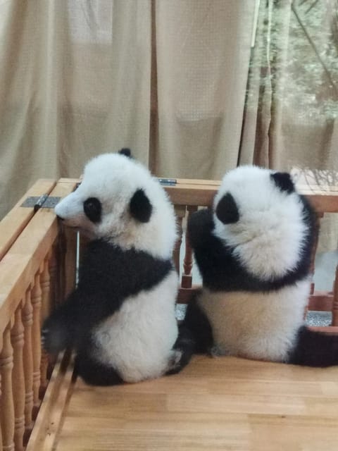 Chengdu: Panda Base Half Day Group Tour