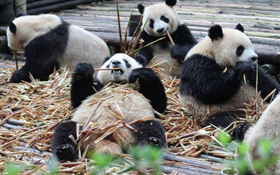 Chengdu Panda Base Half Day Tour - Tour Overview