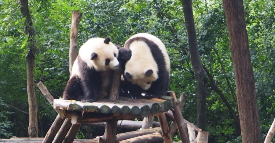 Chengdu: Panda Breeding Base Private Tour or Tickets Only