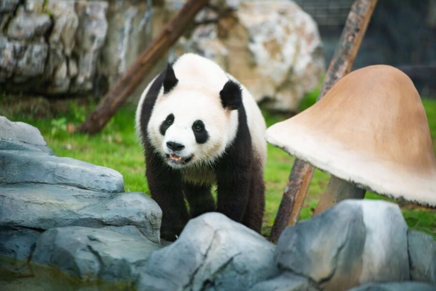 Chengdu Panda Breeding Center Tour Option Panda Volunteer