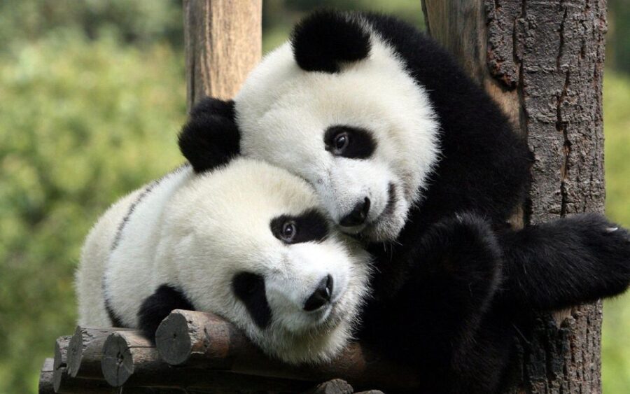 Chengdu: Private Full-Day Panda, City, Museum, & Park Tour - Tour Overview