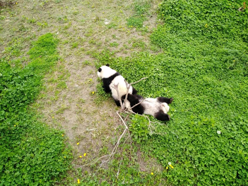 Chengdu: Private Panda Tour at Panda Breeding Base