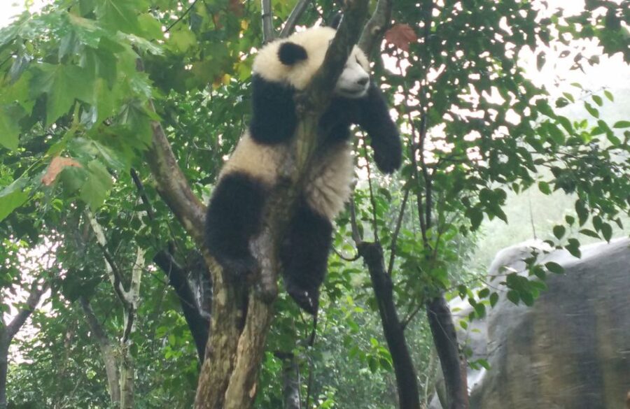 Chengdu Private Tour of Leshan Buddha and Panda Base