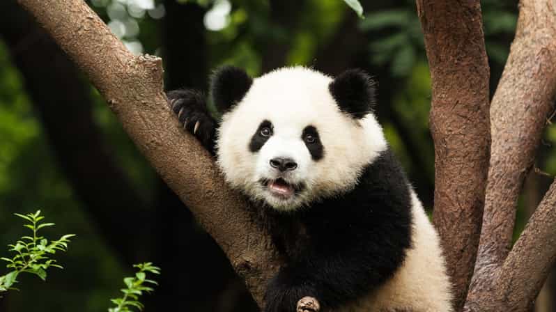 Chengdu: Research Base of Giant Panda Breeding E-Ticket