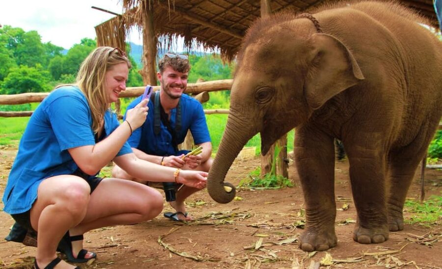 Chiang Mai: A Day in the Life of an Amateur Mahout