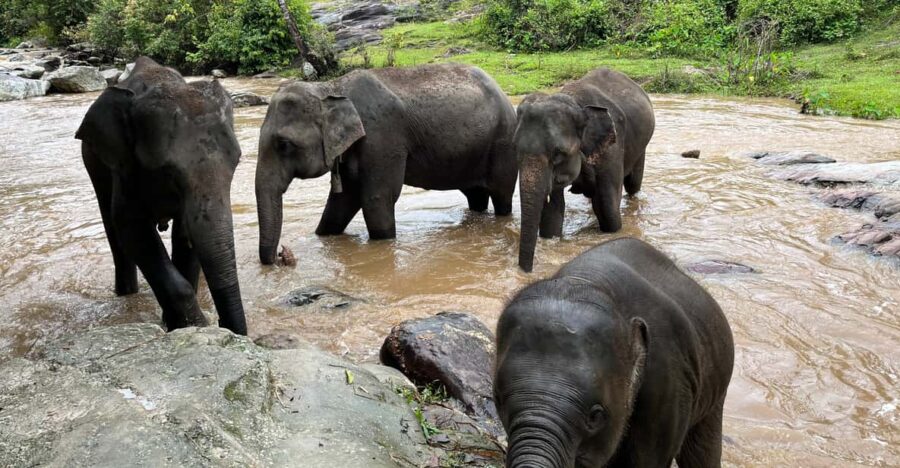 Chiang Mai: Doi Inthanon and Elephant Sanctuary Tour