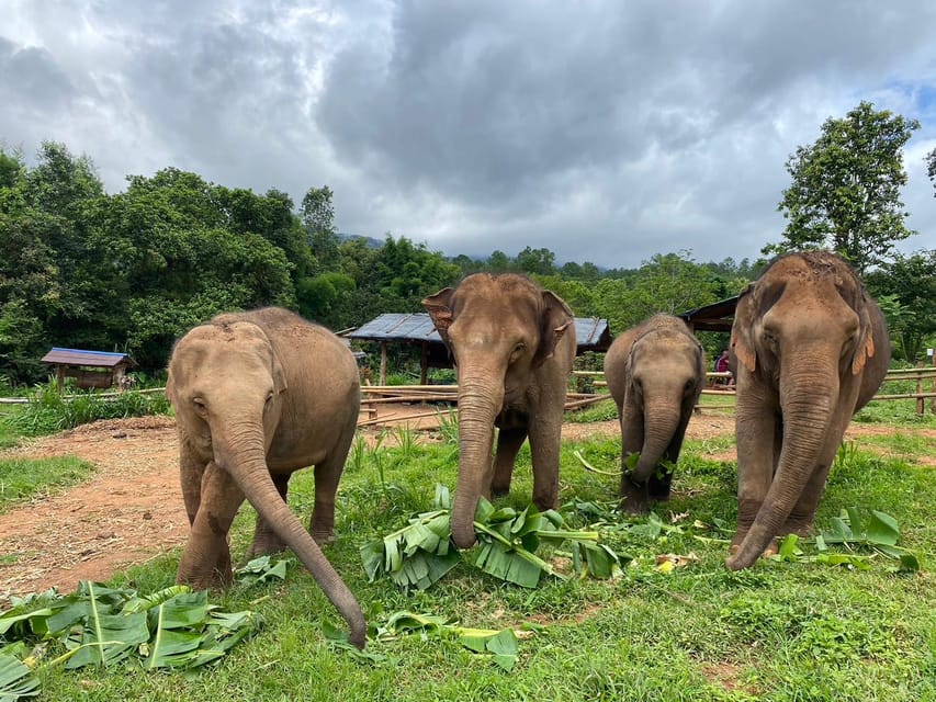 Chiang Mai: Elephant Dream Project Sanctuary - Full Day
