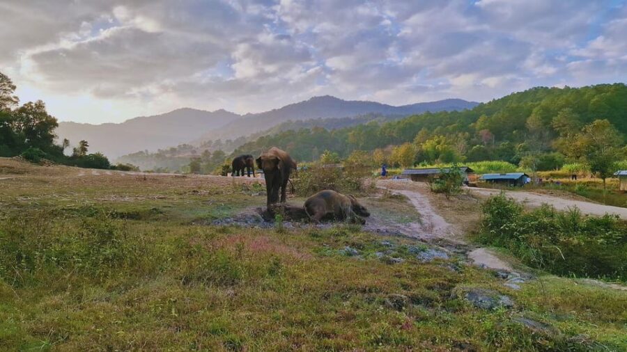 Chiang Mai: Living Green Elephant Sanctuary & Intanon Hiking