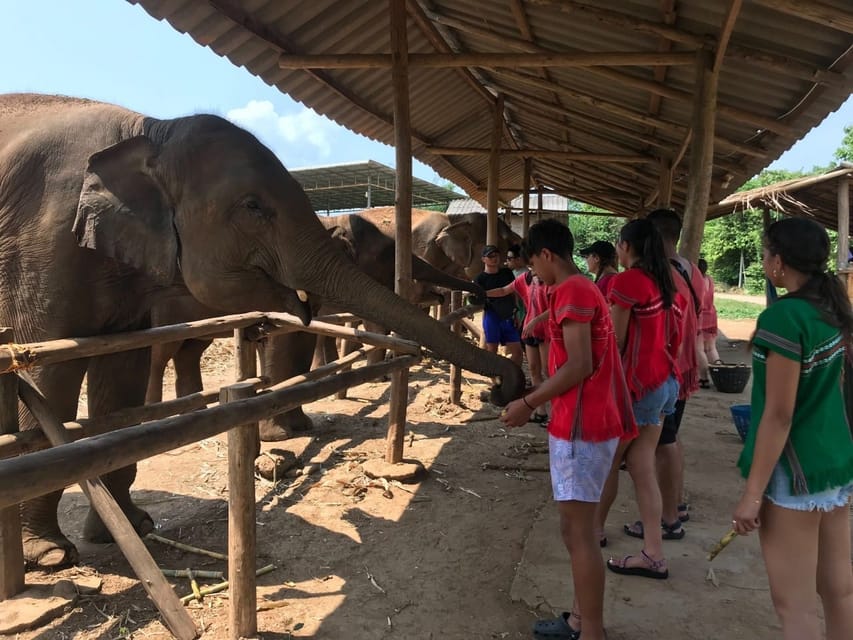 Chiang Mai: Top Rated Elephant Afternoon Tour (Starts 12PM)
