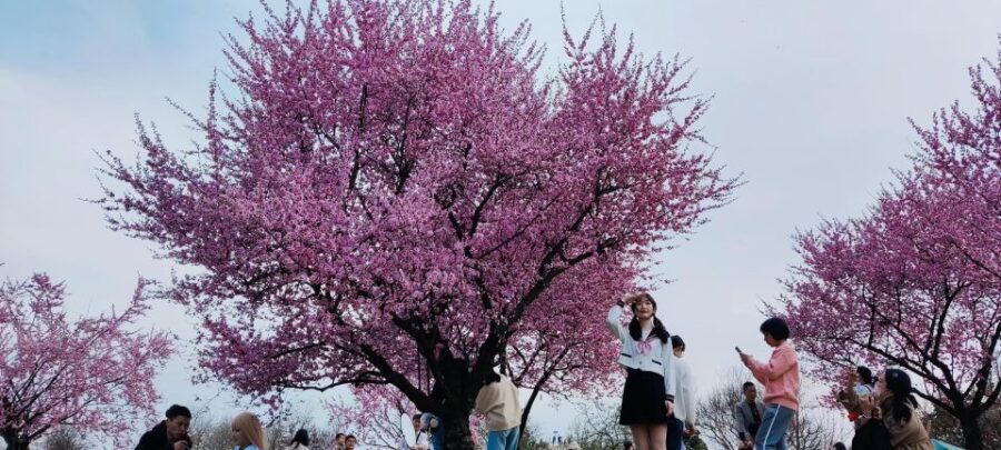 China's Shanghai Spring Festival Tour: Local People Bring Unique Experiences to the Event - Tour Overview