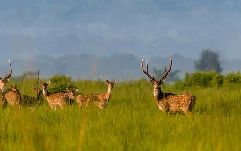 Chitwan: 2-Night Safari Tour With Jeep Tour and Jungle Walk