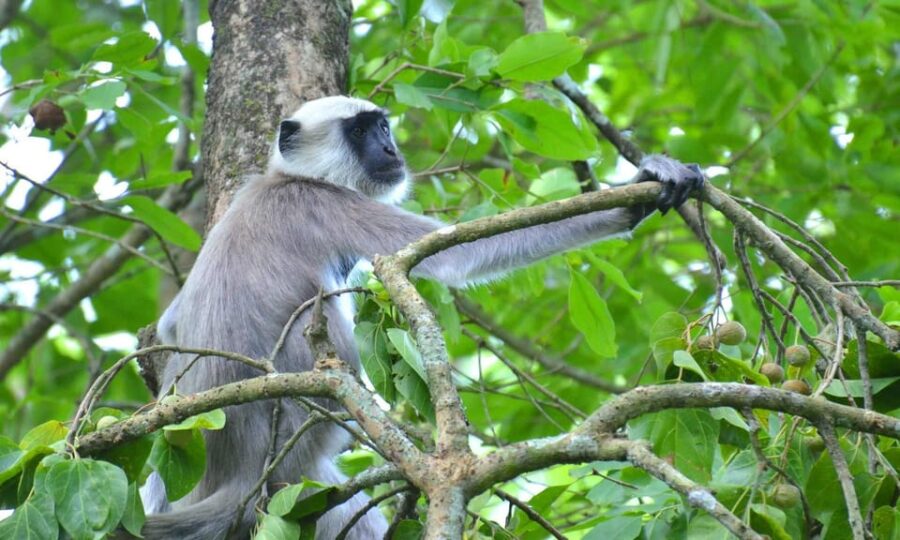 Chitwan: 3-Day National Park Tour With Wildlife Safari - Tour Overview and Pricing