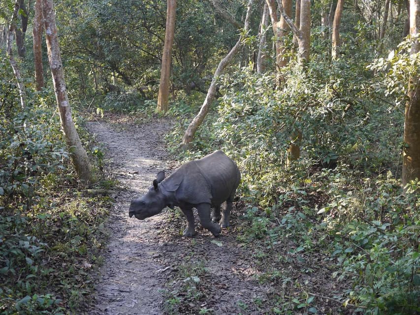 Chitwan Jungle Safari: 3-Day Wildlife Expedition